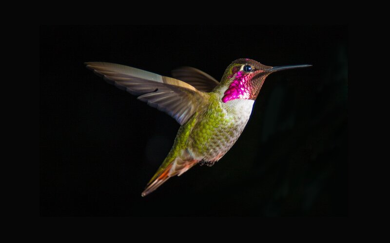 Hummingbird in Flight — Green, Dramatic, Night, Photograph, Wings