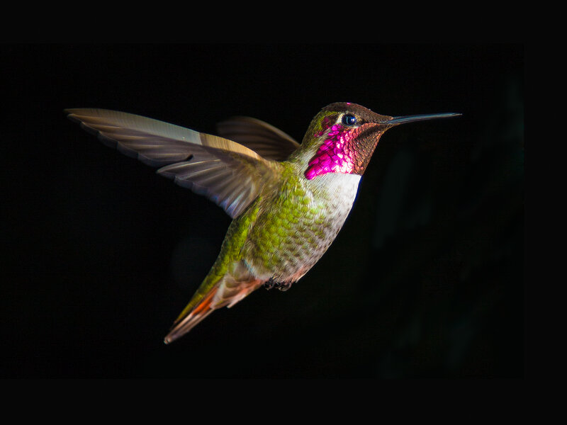 Hummingbird in Flight — Green, Dramatic, Night