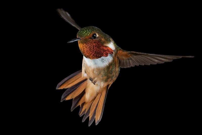Hummingbird in Flight — Green, Dramatic, Photograph