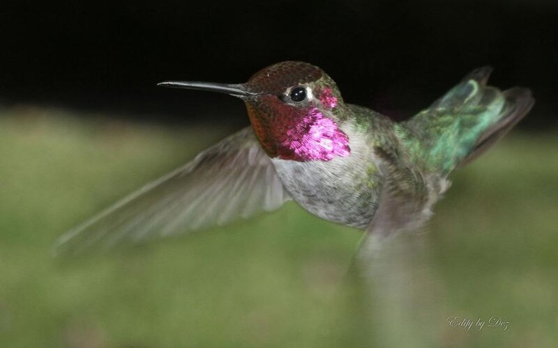 Hummingbird in Flight — Green, Dynamic, Night