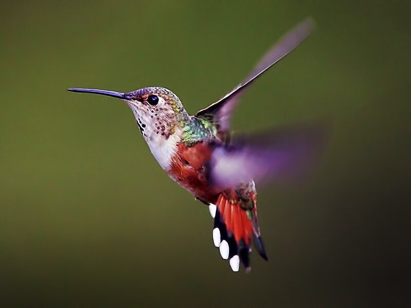 Hummingbird in Flight — Green, Dynamic, Photograph, Green Background