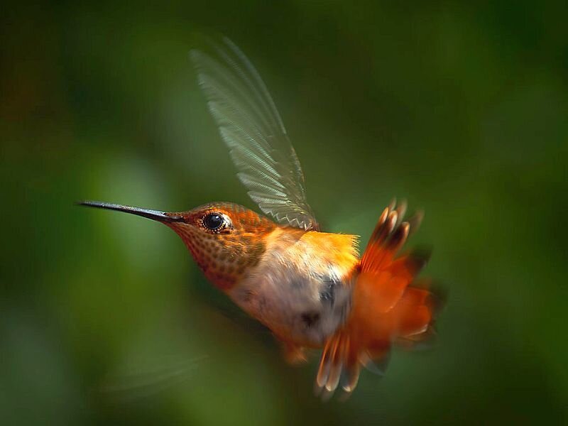 Hummingbird in Flight — Green, Dynamic, Photograph, Green Foliage
