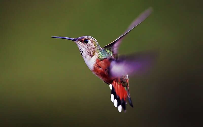 Hummingbird in Flight — Green, Dynamic, Photograph, Long Beak