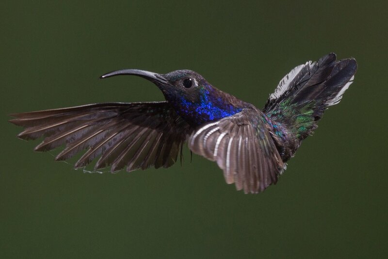 Hummingbird in Flight — Green, Dynamic, Photograph, Wings, Beak, Green Background, Blue, Black
