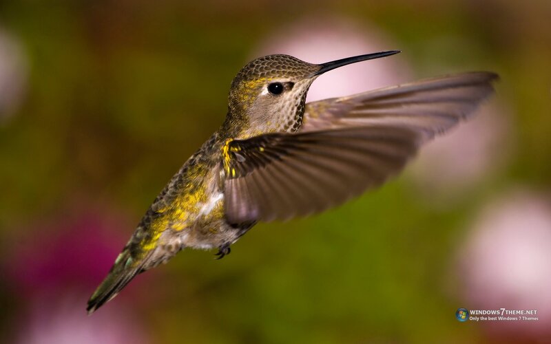 Hummingbird in Flight — Green, Dynamic, Photograph, Wings, Beak, Green Background, Yellow