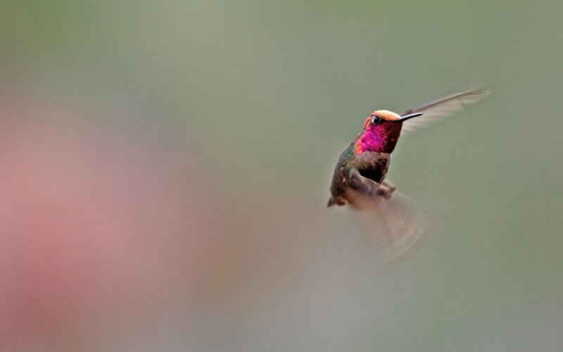 Hummingbird in Flight — Green, Dynamic, Photograph, Wings, Beak