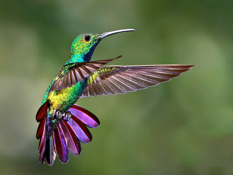 Hummingbird in Flight — Green, Dynamic, Photograph, Wings