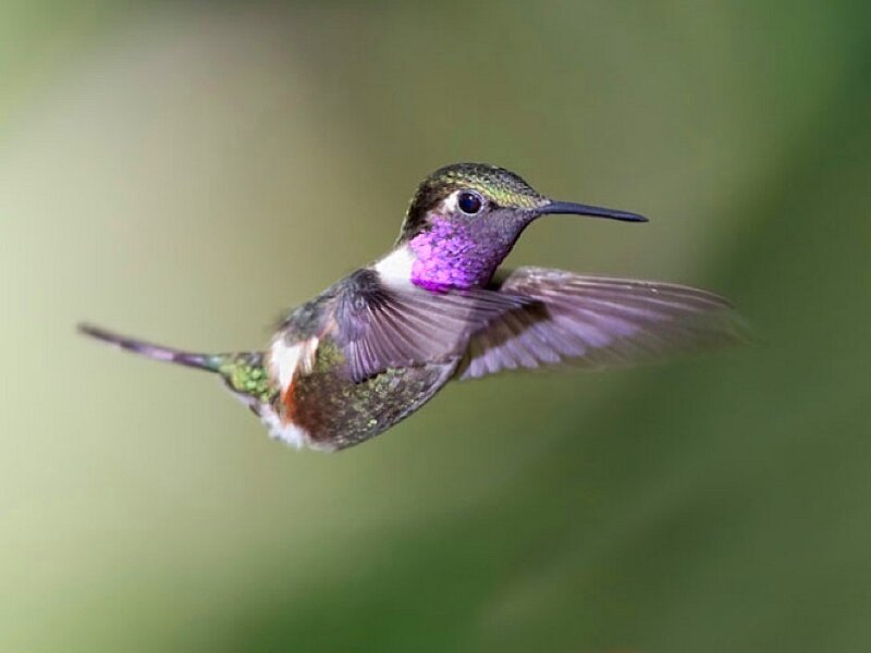 Hummingbird in Flight — Green, Dynamic