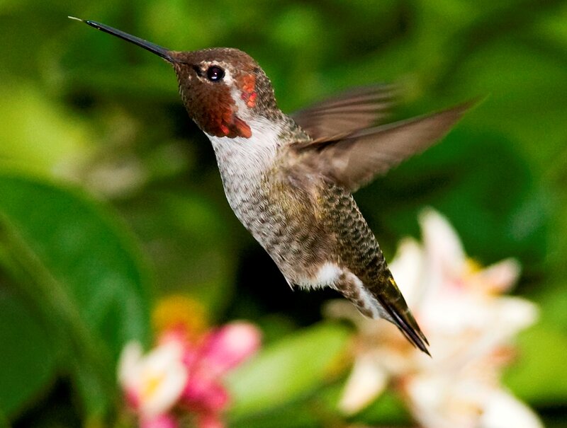 Hummingbird in Flight — Green, Natural, Afternoon, Photograph