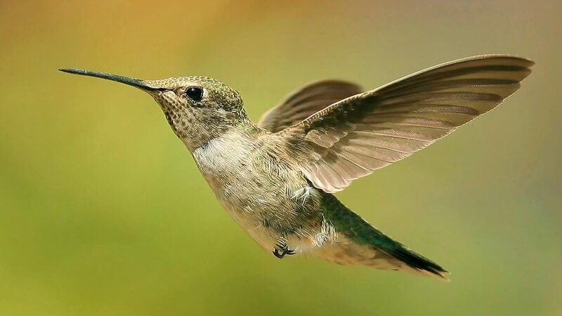 Hummingbird in Flight — Green, Natural, Afternoon