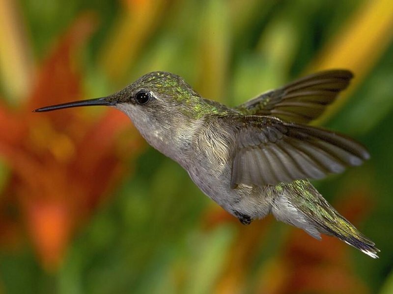 Hummingbird in Flight — Green, Natural, Photograph, Flowers, Greenery