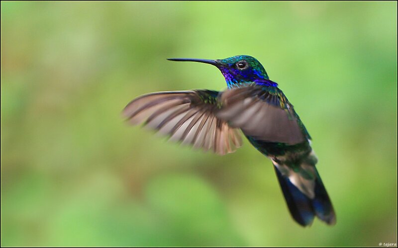 Hummingbird in Flight — Green, Natural, Photograph, Green Background