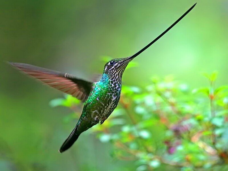 Hummingbird in Flight — Green, Natural, Photograph, Green Foliage
