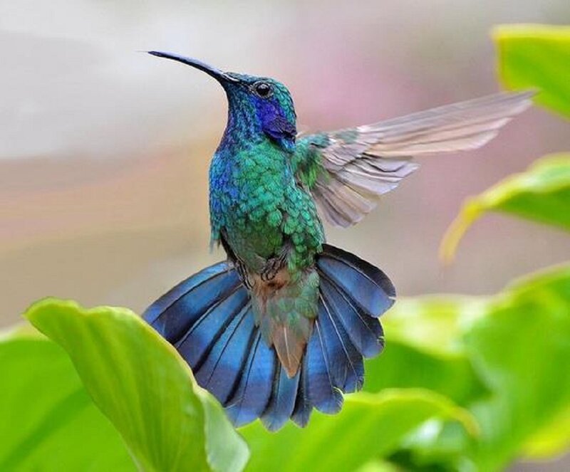 Hummingbird in Flight — Green, Natural, Photograph, Green Leaves