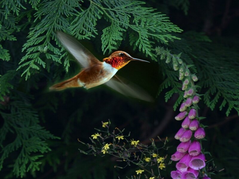 Hummingbird in Flight — Green, Natural, Photograph