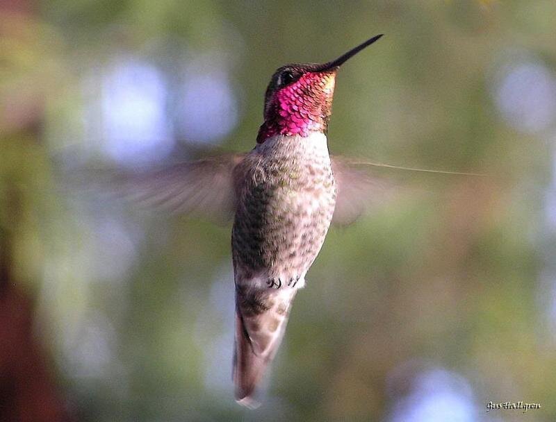 Hummingbird in Flight — Green, Natural