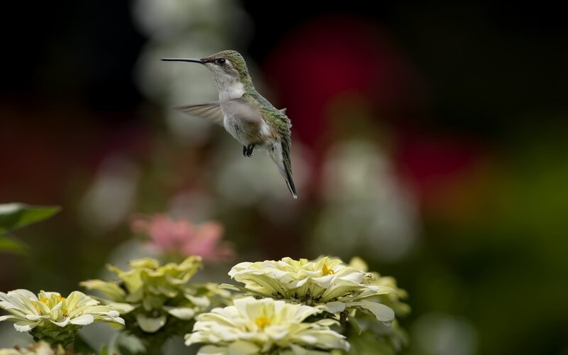 Hummingbird in Flight — Green, Serene, Afternoon, Photograph, Flowers