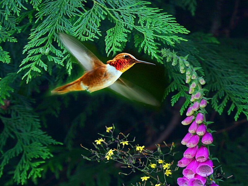 Hummingbird in Flight — Green, Serene, Afternoon