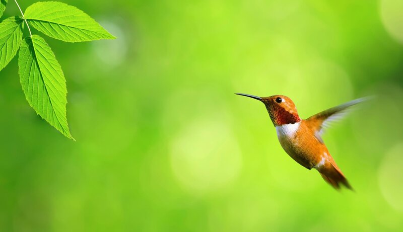Hummingbird in Flight — Green, Serene, Morning, Photograph, Leaves