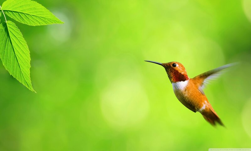 Hummingbird in Flight — Green, Serene, Morning, Photograph