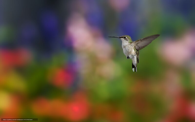 Hummingbird in Flight — Green, Serene, Photograph, Flowers