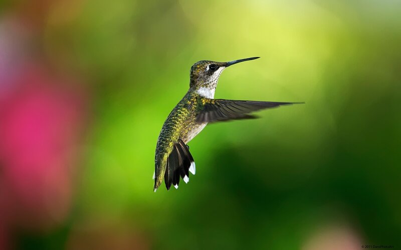 Hummingbird in Flight — Green, Serene, Photograph, Green Foliage
