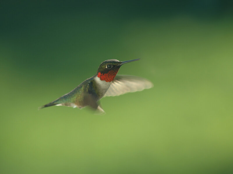 Hummingbird in Flight — Green, Serene, Photograph