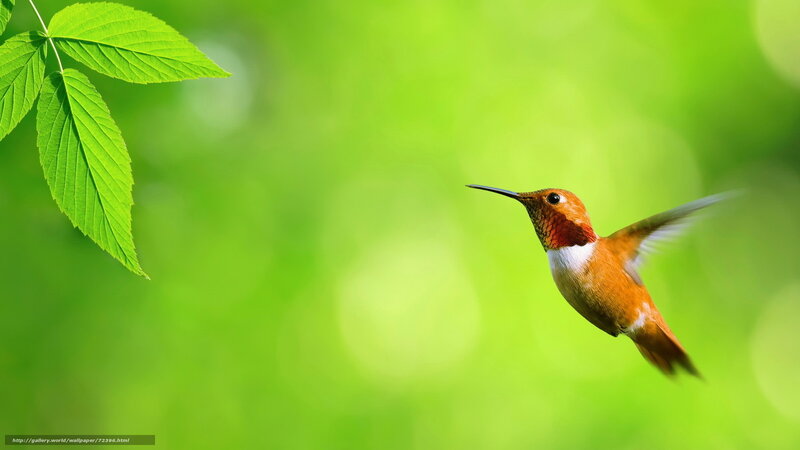 Hummingbird in Flight — Green, Serene