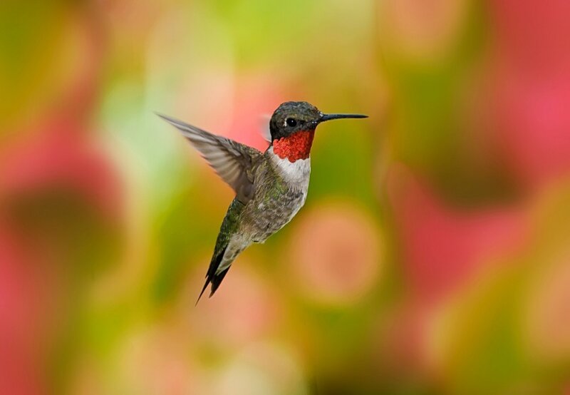 Hummingbird in Flight — Green, Vibrant, Autumn