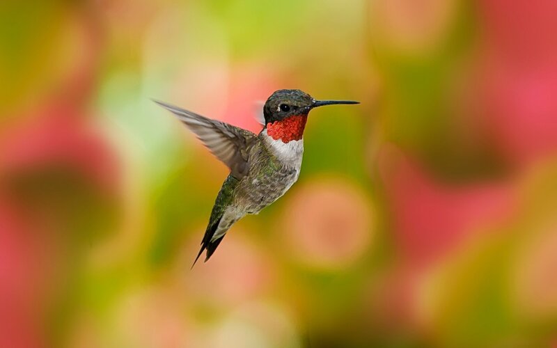 Hummingbird in Flight — Green, Vibrant, Photograph