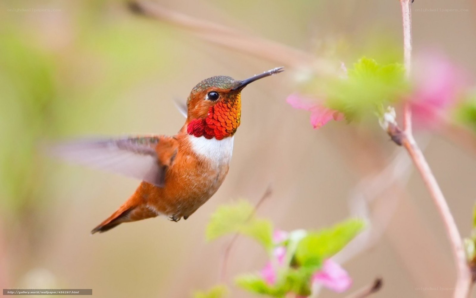 Hummingbird in flight near flowers