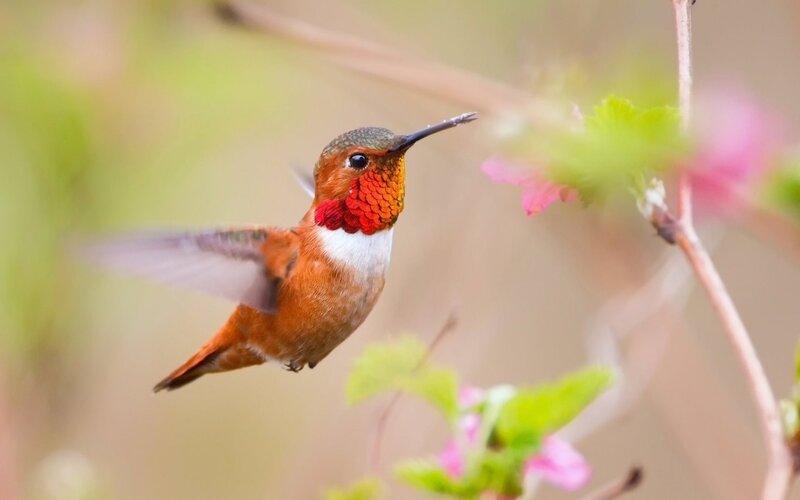 Hummingbird in Flight — Orange, Serene, Spring, Photograph, Flowers, Leaves