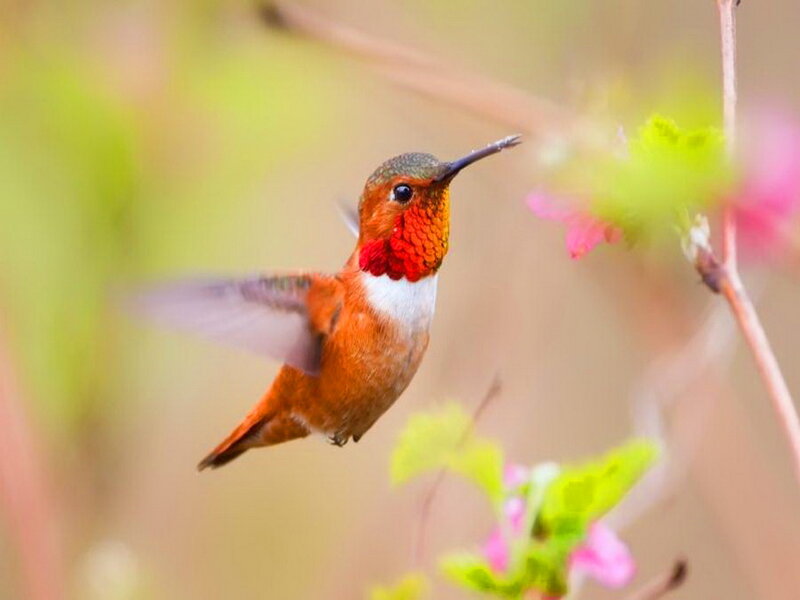 Hummingbird in Flight — Orange, Serene, Spring, Photograph