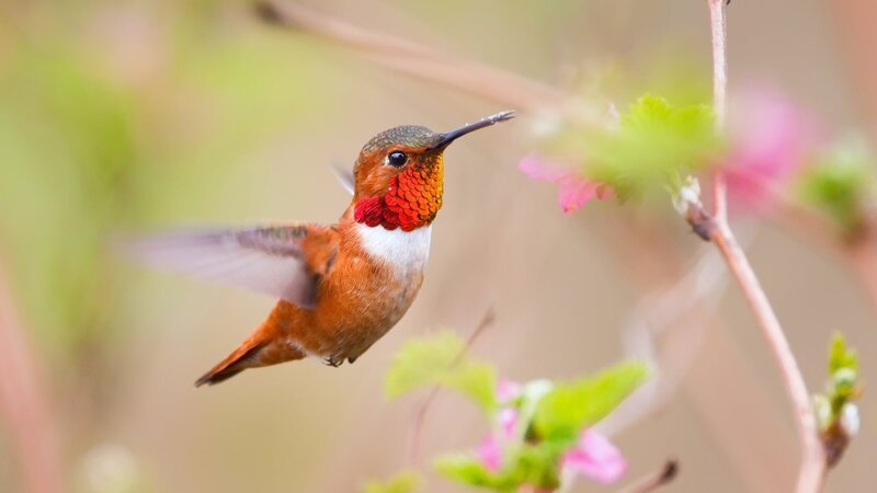 Hummingbird in Flight — Orange, Serene, Spring