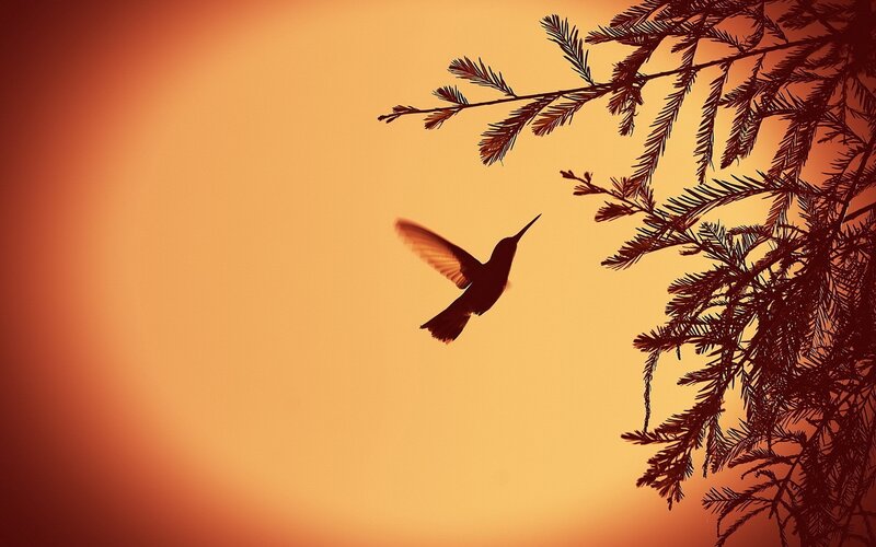 Hummingbird in Flight — Orange, Serene, Sunset