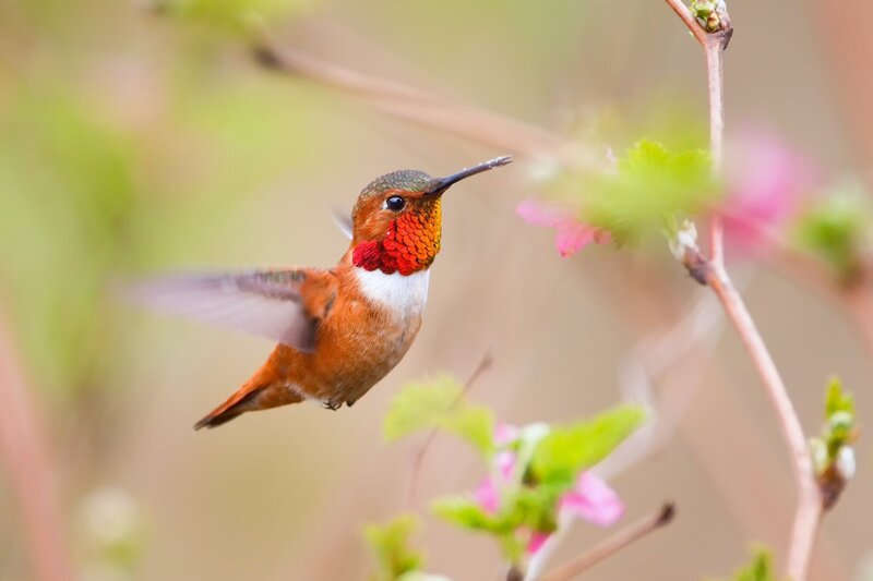 Hummingbird in Flight — Orange, Serene