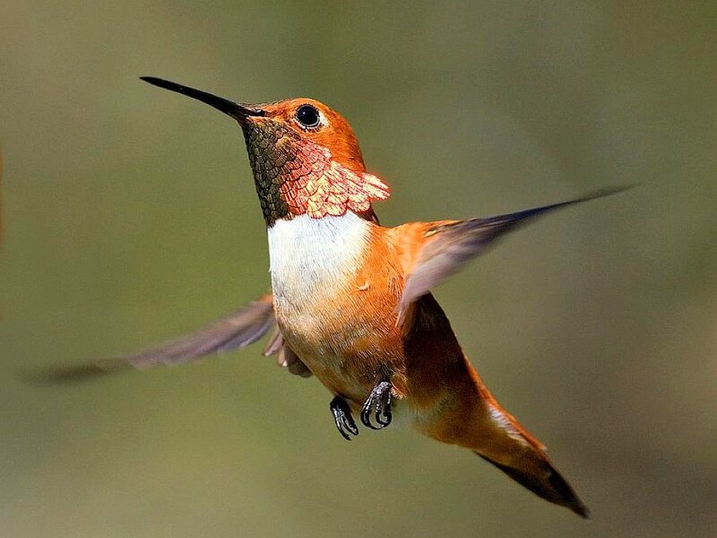 Hummingbird in Flight — Orange