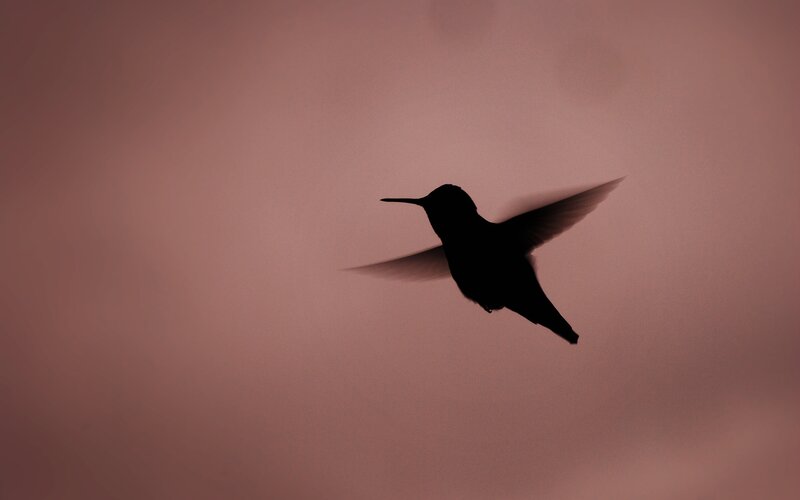 Hummingbird in Flight — Pink, Dramatic