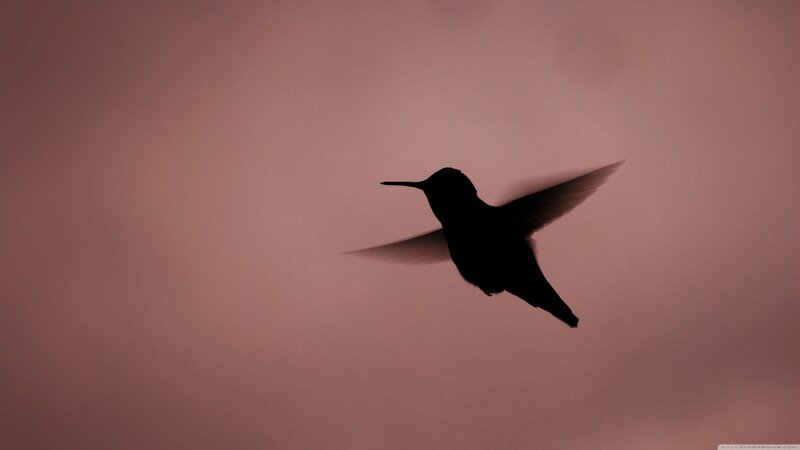 Hummingbird in Flight — Pink, Serene, Sunset
