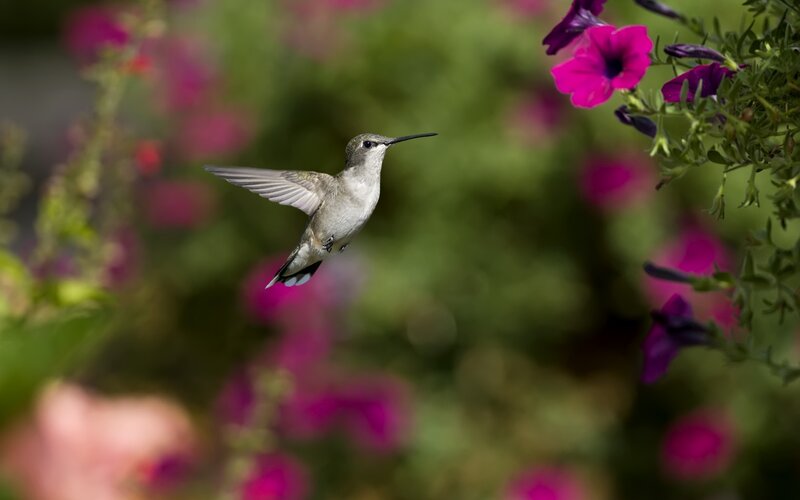 Hummingbird in Flight — Pink, Serene