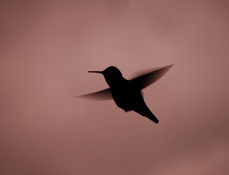 Hummingbird in Flight — Pink