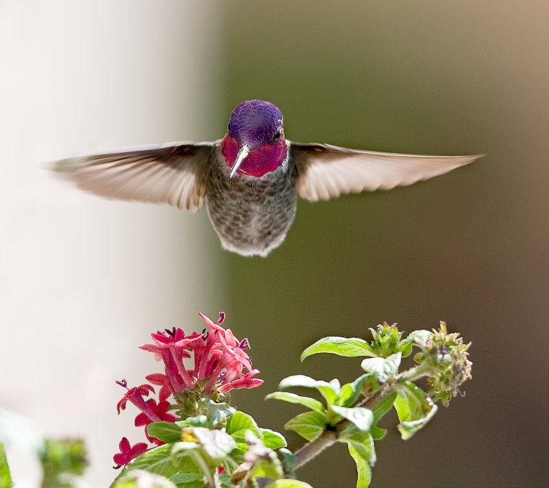Hummingbird in Flight — Purple, Calm