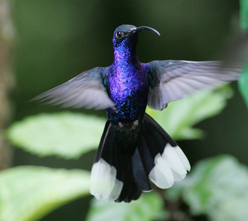 Hummingbird in Flight — Purple, Dynamic