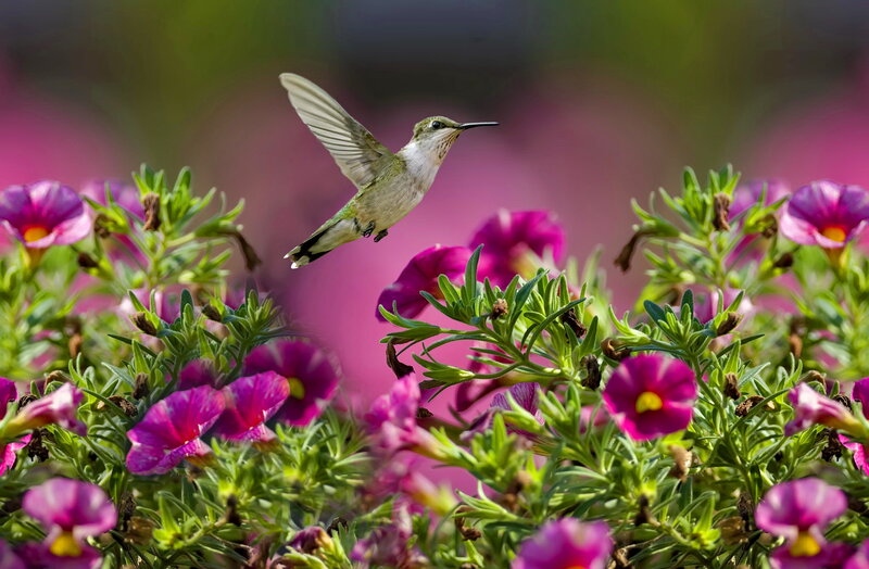 Hummingbird in Flight — Purple, Serene, Afternoon, Photograph