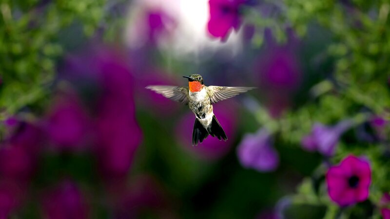 Hummingbird in Flight — Purple, Serene, Afternoon