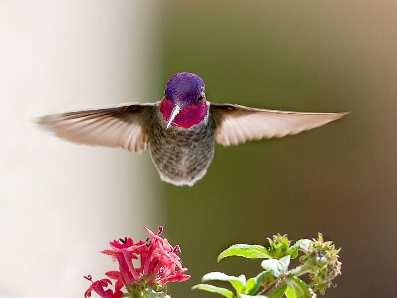 Hummingbird in Flight — Purple