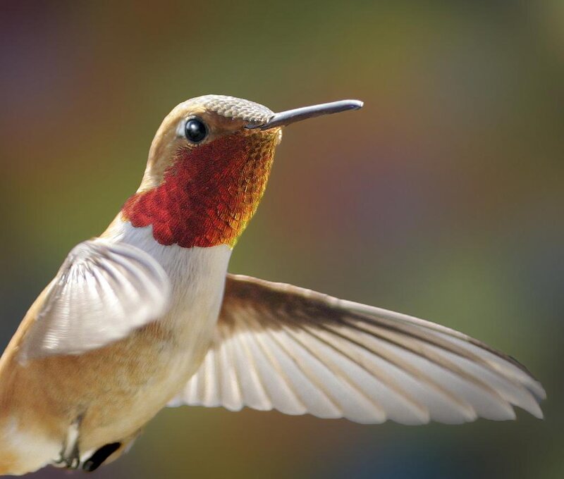 Hummingbird in Flight — Red, Calm