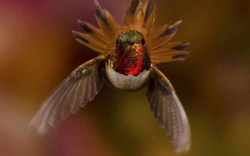 Hummingbird in Flight — Red, Dynamic, Photograph