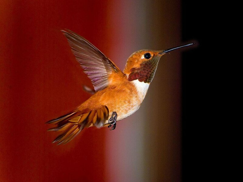 Hummingbird in Flight — Red, Dynamic, Photograph, Wing