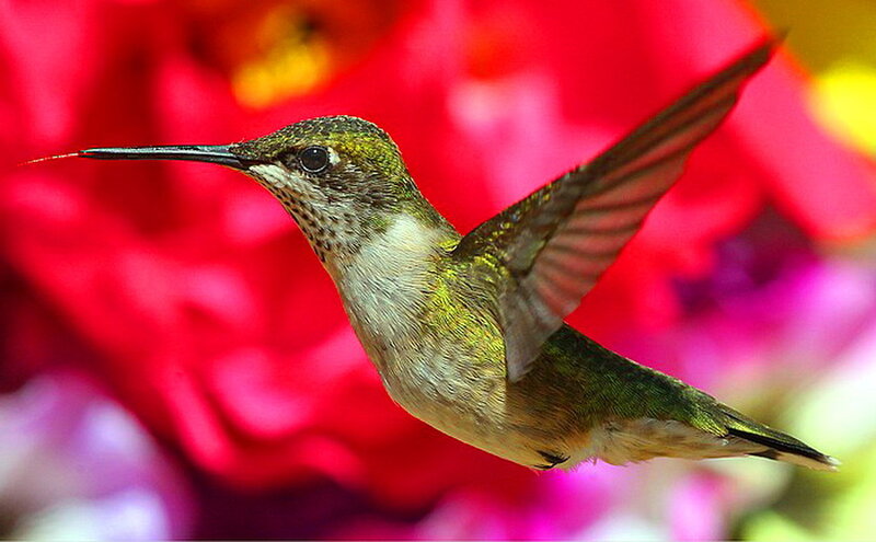 Hummingbird in Flight — Red